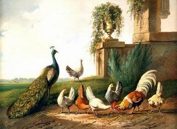 unknow artist Cocks and  Peafowl 060 Germany oil painting art